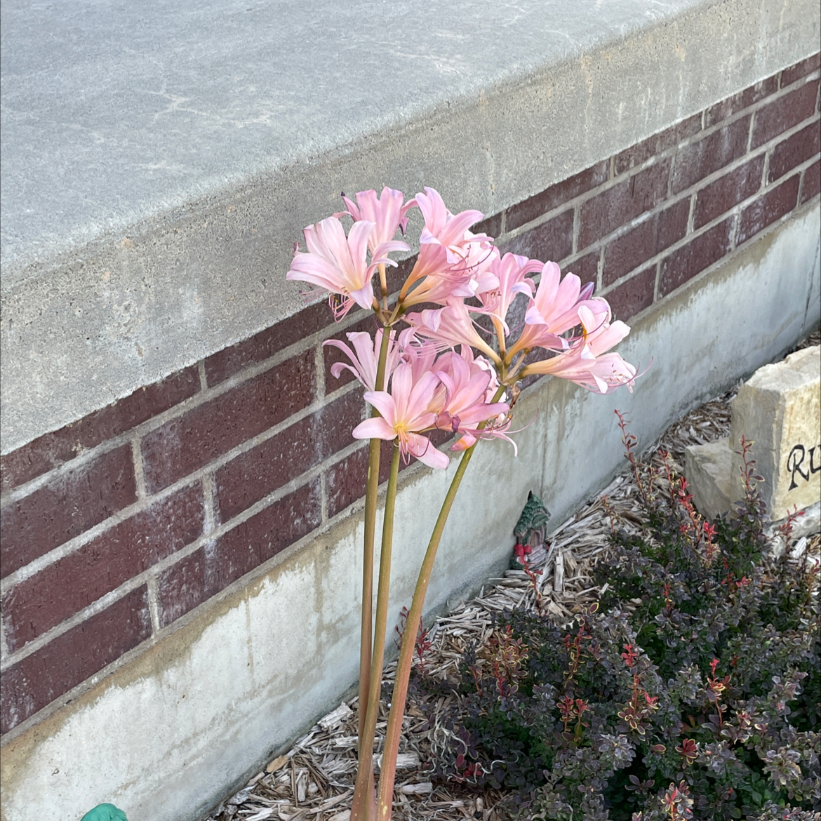 Cluster of pink Resurrection Lily flowers near a brick wall.