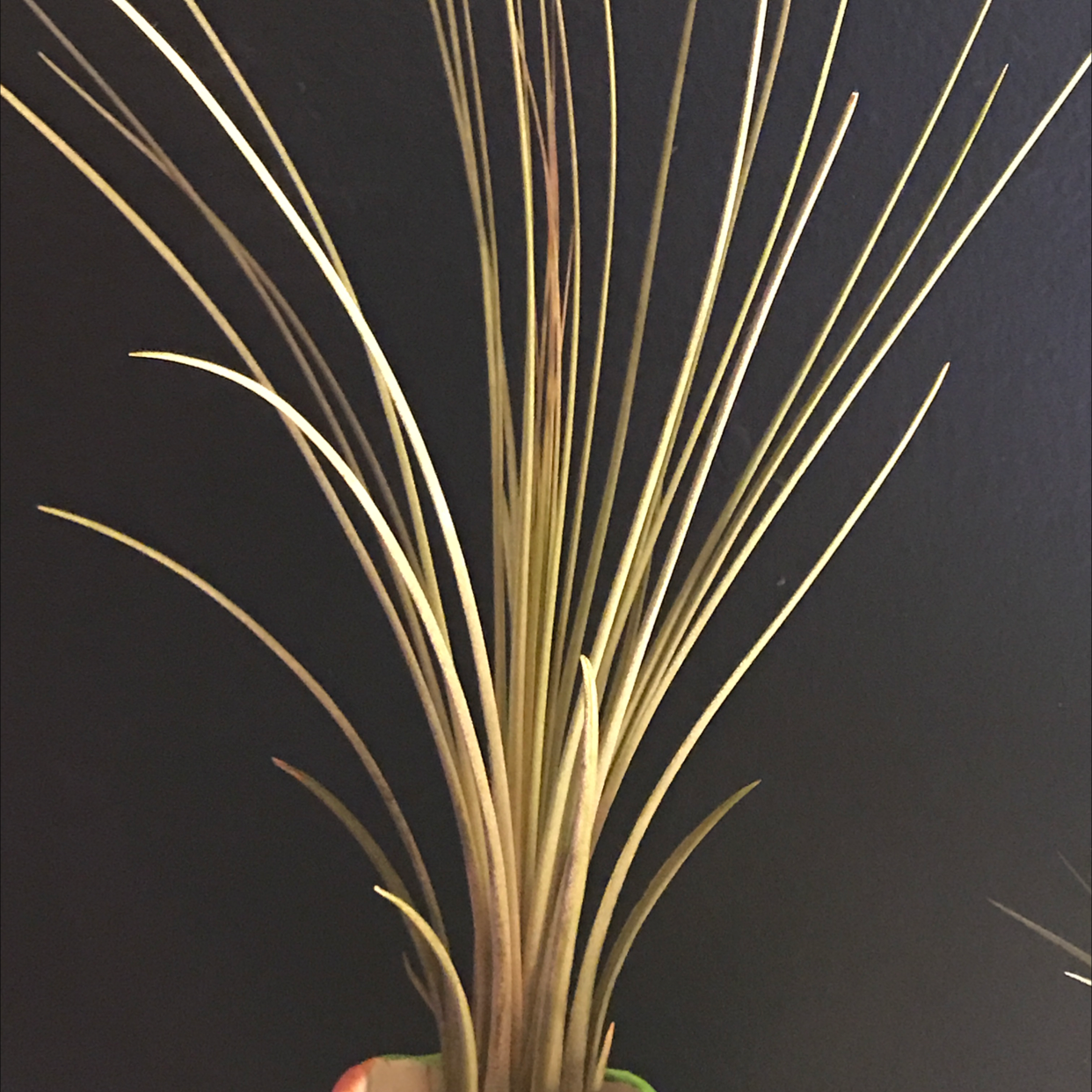 Spreading Airplant with long, thin leaves held by a hand.