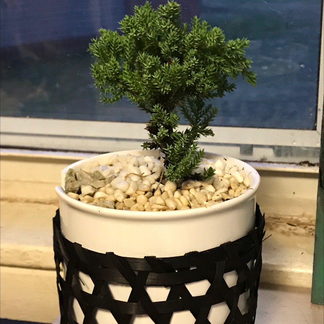 Photo of the plant species Needle Juniper by @Joelyrancher named Your plant on Greg, the plant care app