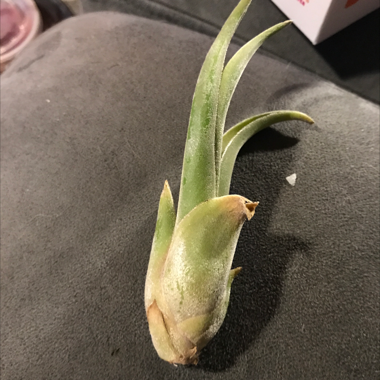 Spreading Airplant with green leaves on a neutral surface.