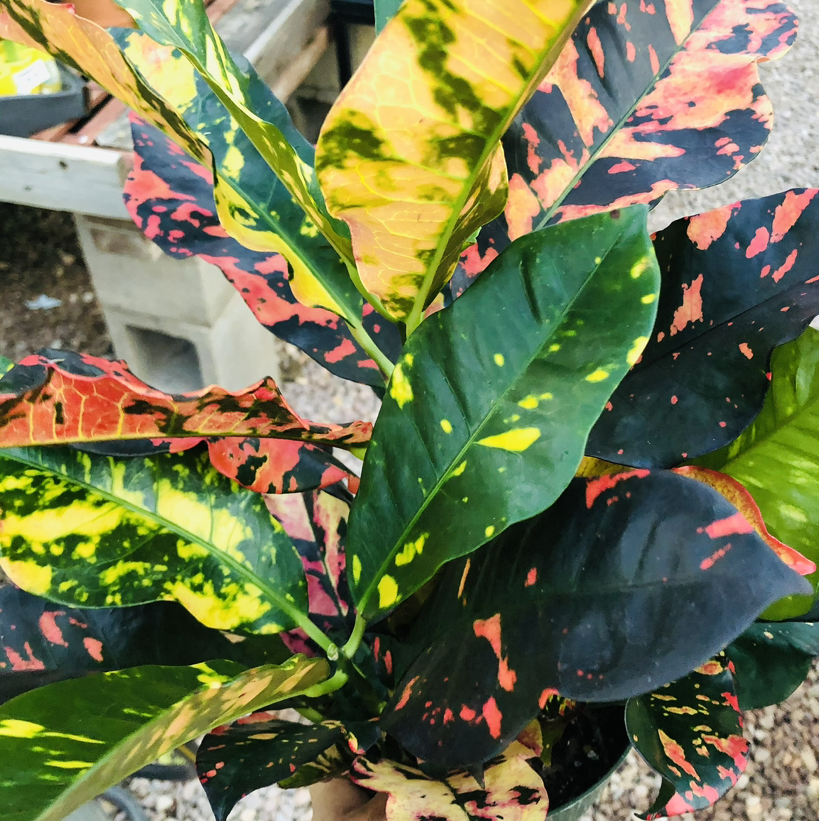 Photo of the plant species Croton 'Magnificent' by Morgan named Your plant on Greg, the plant care app