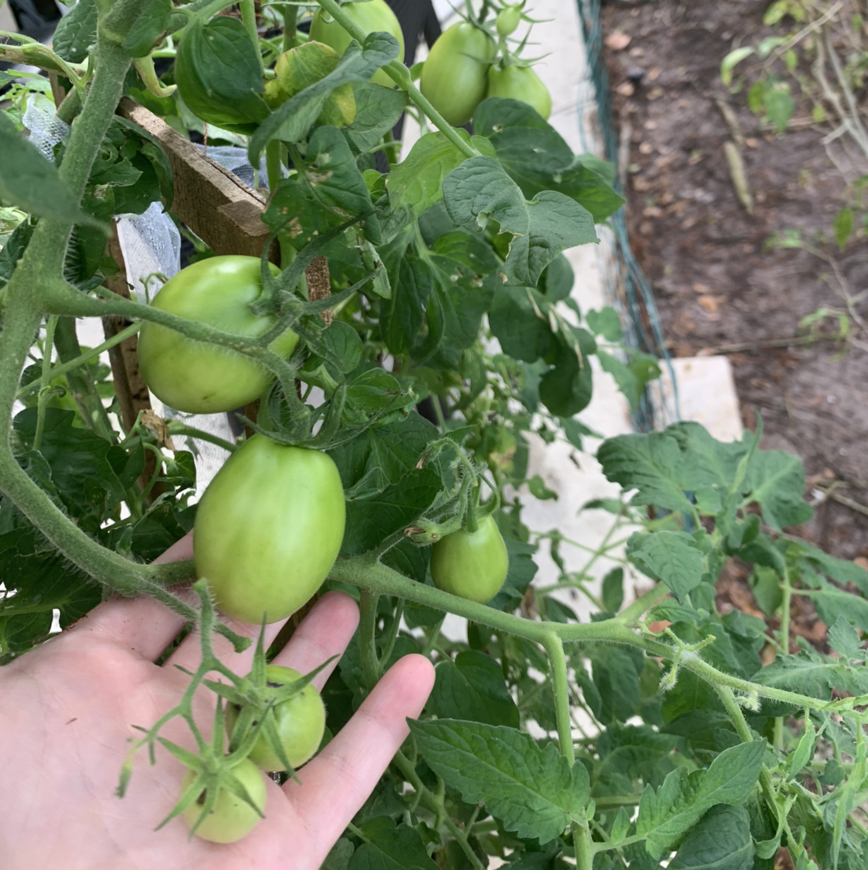 Tomato plant with green tomatoes and a hand holding one of the tomatoes.