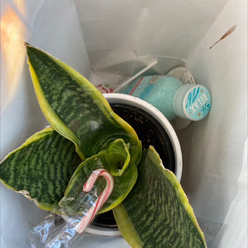 Samurai Dwarf Snake Plant in a pot inside a bag with a candy cane and a bottle of bath salts.