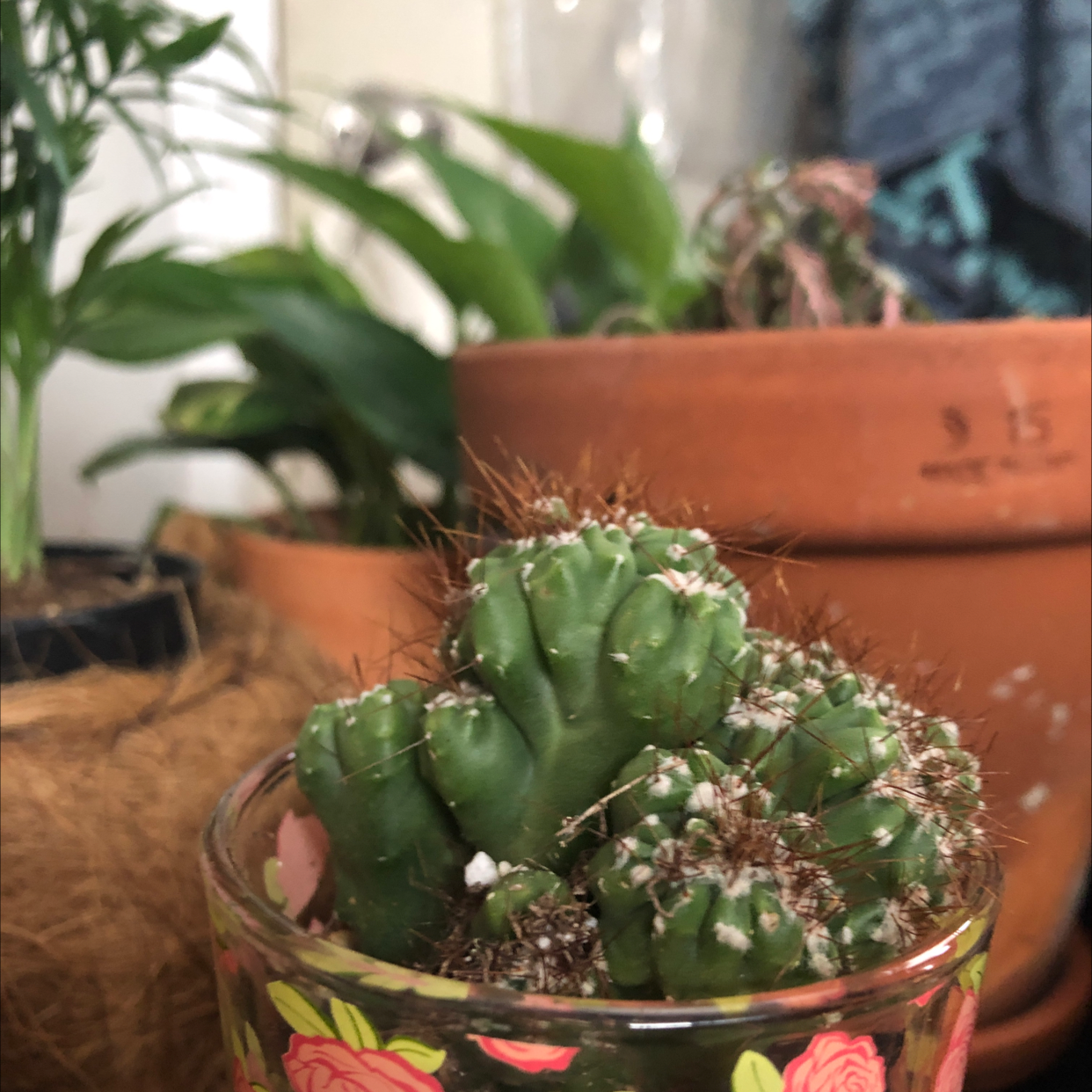 Moon Cactus plant photo by Jill named Kesha on Greg, the plant care app.