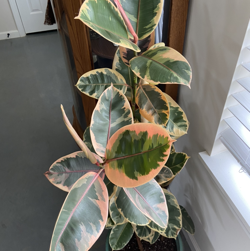 Rubber Plant plant photo by @shelby444 named Keanu Leaves on Greg, the plant care app.