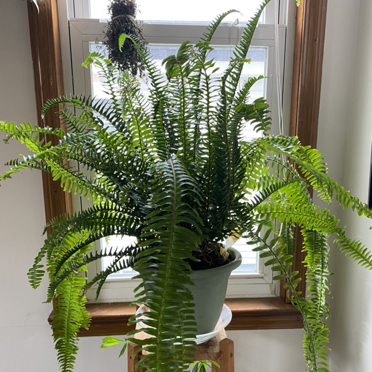 Photo of the plant species Kimberly Queen Fern by @sturm named Sigmund Frond on Greg, the plant care app