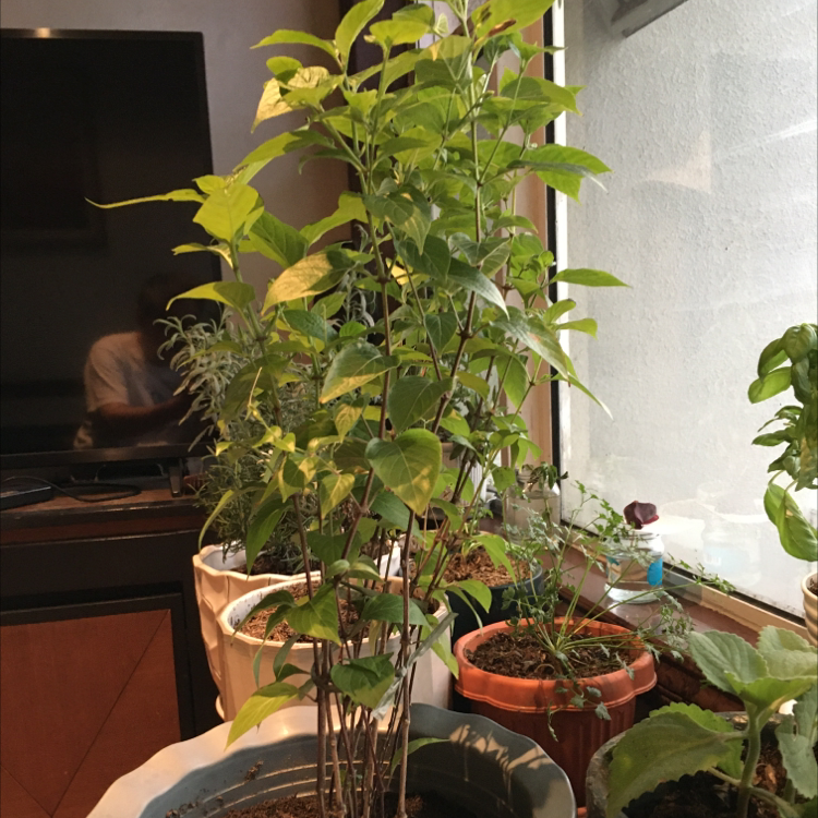 Photo of the plant species Philippine Violet by Tammy named Philippine violet on Greg, the plant care app
