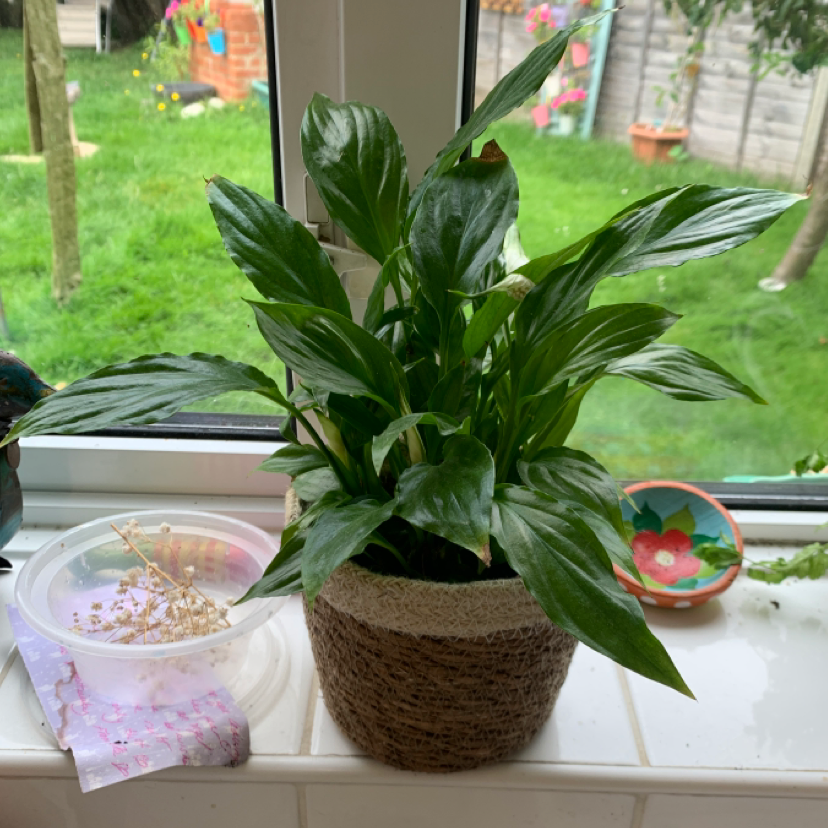 Peace Lily plant photo by @hetti named miss lilly on Greg, the plant care app.