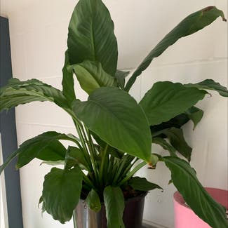 Peace Lily plant in Southport, Queensland