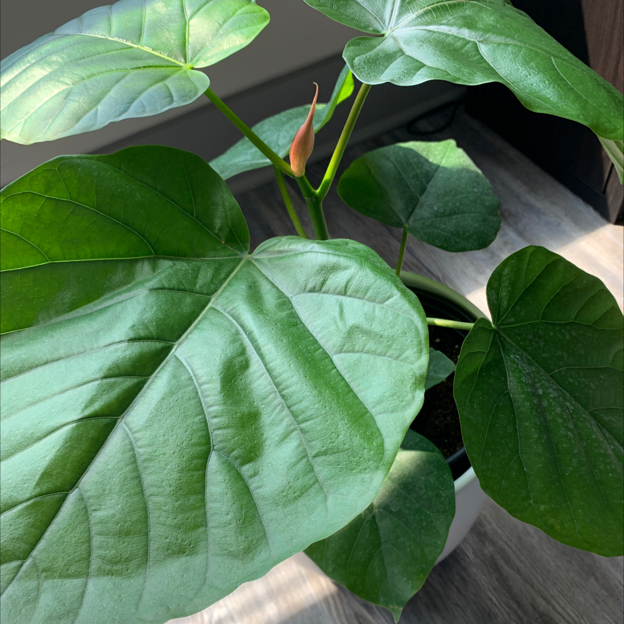 Photo of the plant species Ficus umbellata by @okvonne named Aura on Greg, the plant care app