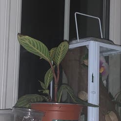 Bankesia plant