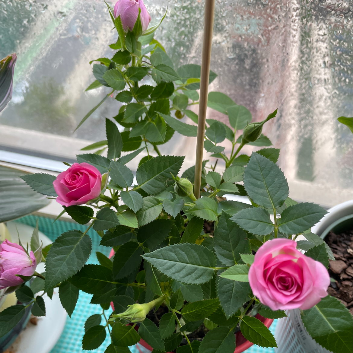 Planta de rosa canina con flores rosadas en flor, hojas verdes saludables y tierra visible.