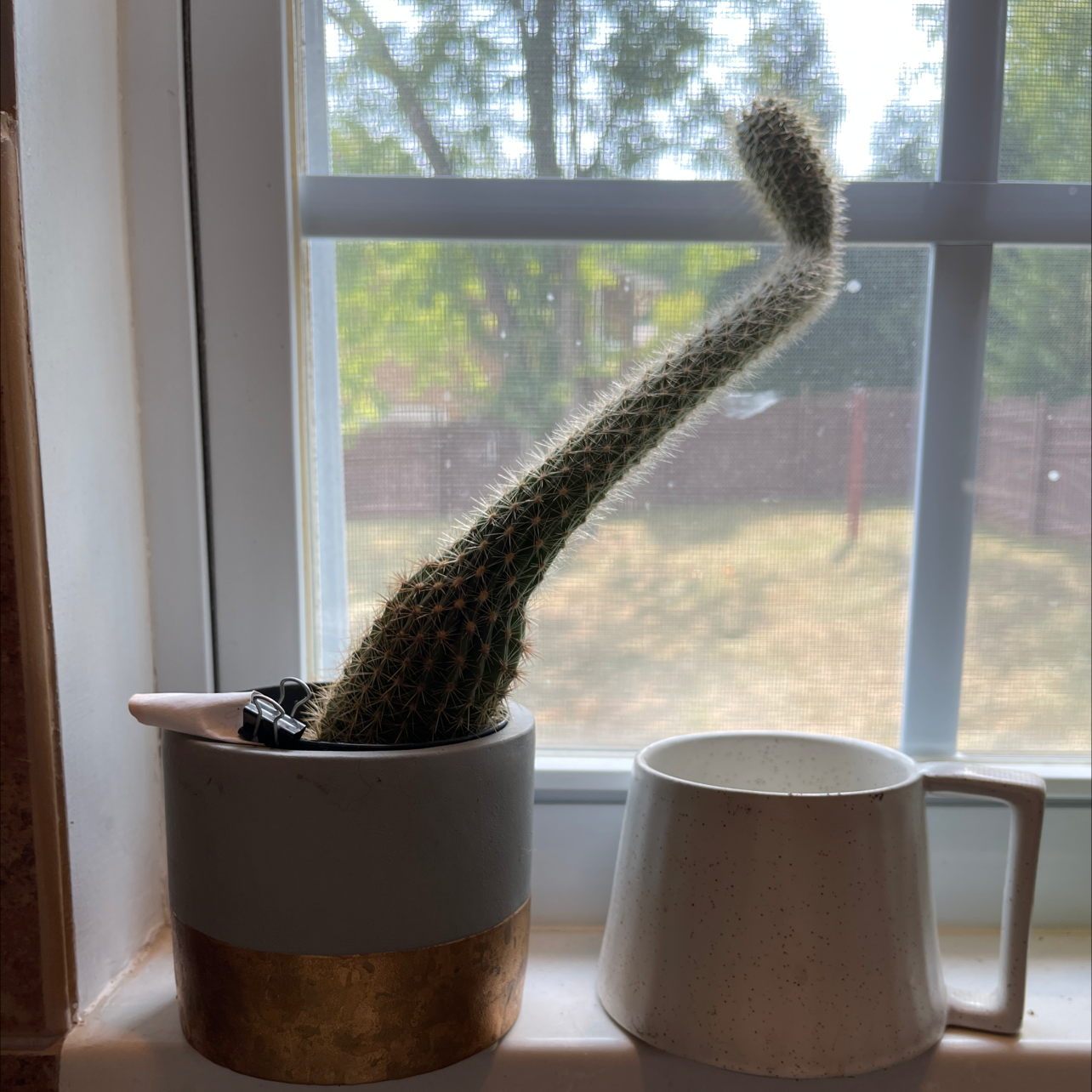 Mexican Night-Bloom Cereus cactus on a windowsill with a curved stem.