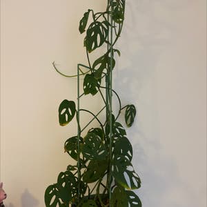 Swiss Cheese Philodendron plant photo by @lily164 named Cristina on Greg, the plant care app.