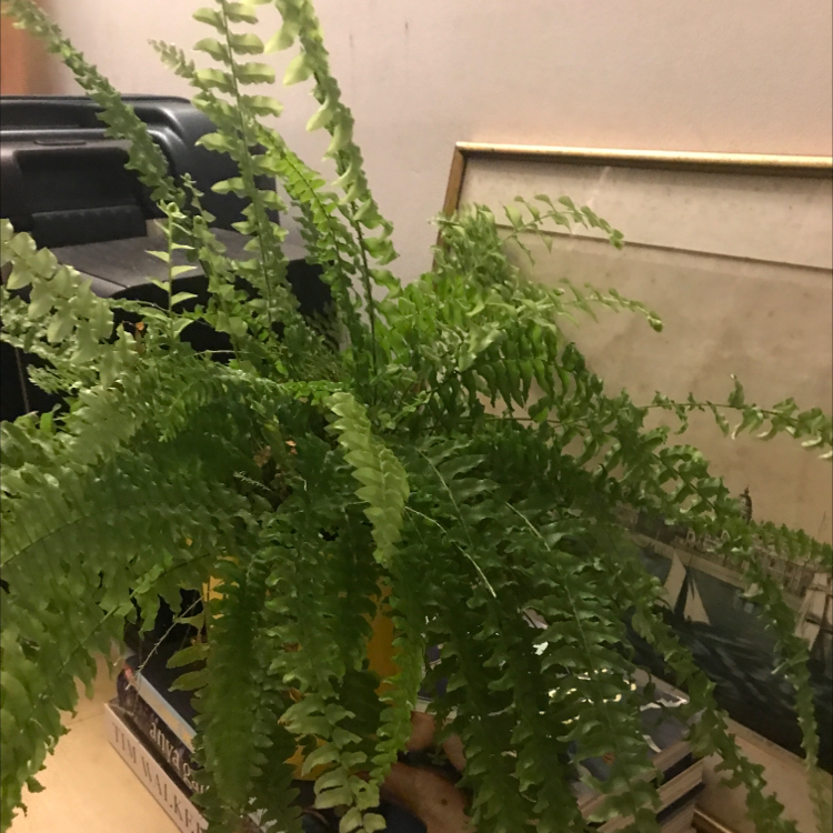 Boston Fern plant photo by Zanna named Frankie on Greg, the plant care app.