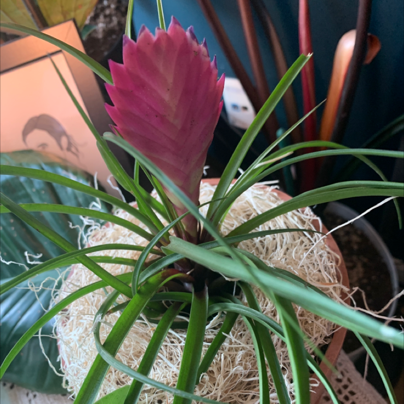 Pink Quill Plant with prominent pink bract and slender green leaves in a pot.