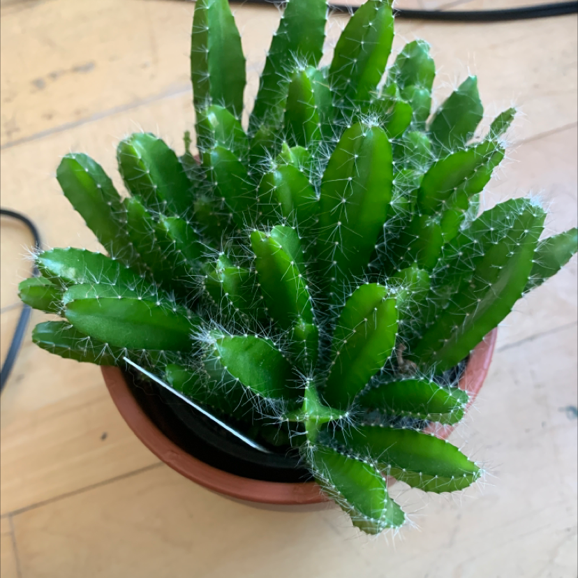 Photo of the plant species Dragonfruit by @Nixon214 named Scarlett on Greg, the plant care app