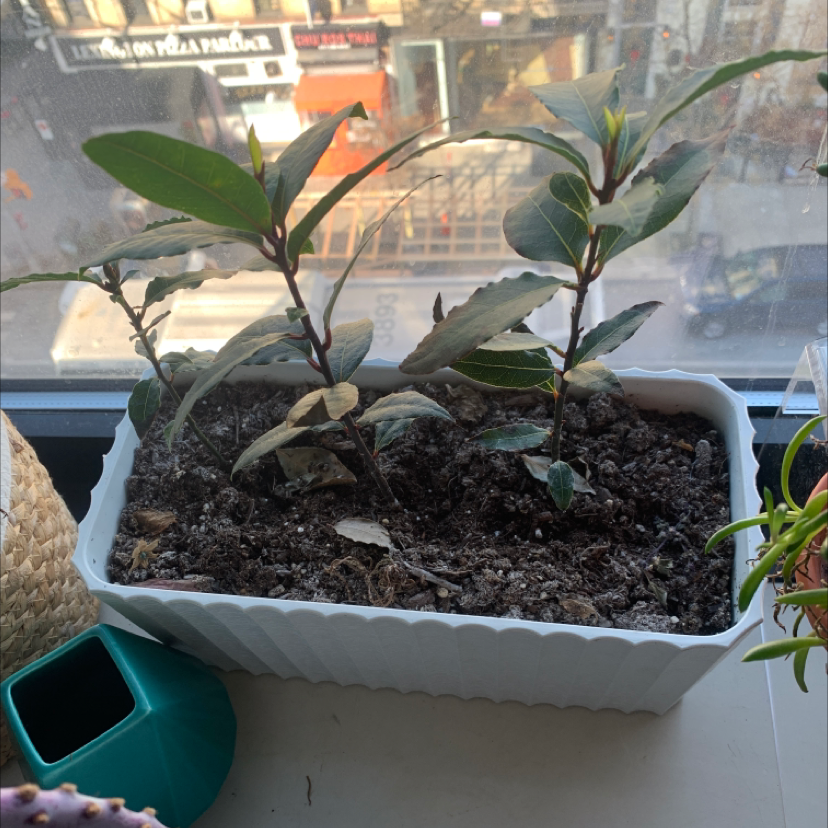 Bay Laurel plant in a white pot with some yellowing leaves and visible soil.