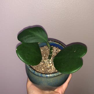 Sweetheart Hoya plant in Somewhere on Earth