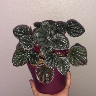 Silver Ripple Peperomia plant in Somewhere on Earth