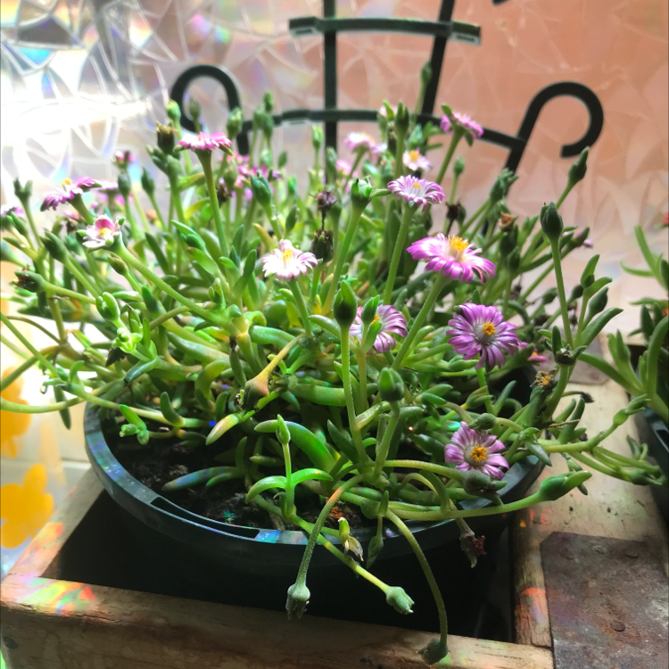 Potted Iceplant with numerous small, pink flowers. Soil is visible.