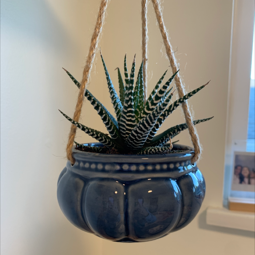 Photo of the plant species Zebra Plant by @Yenasplanttown named Kylie on Greg, the plant care app