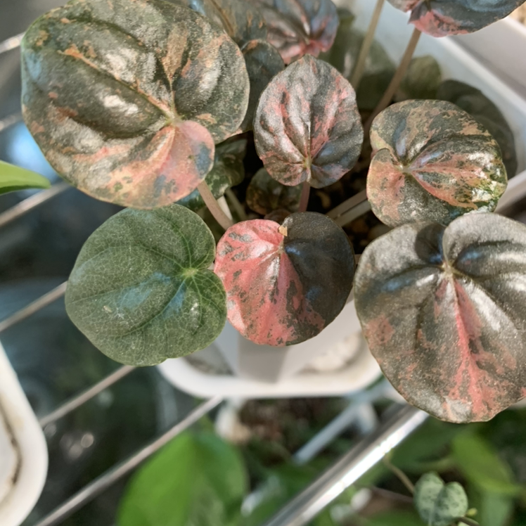 Peperomia Pink Lady plant with variegated green and pink leaves in a pot.