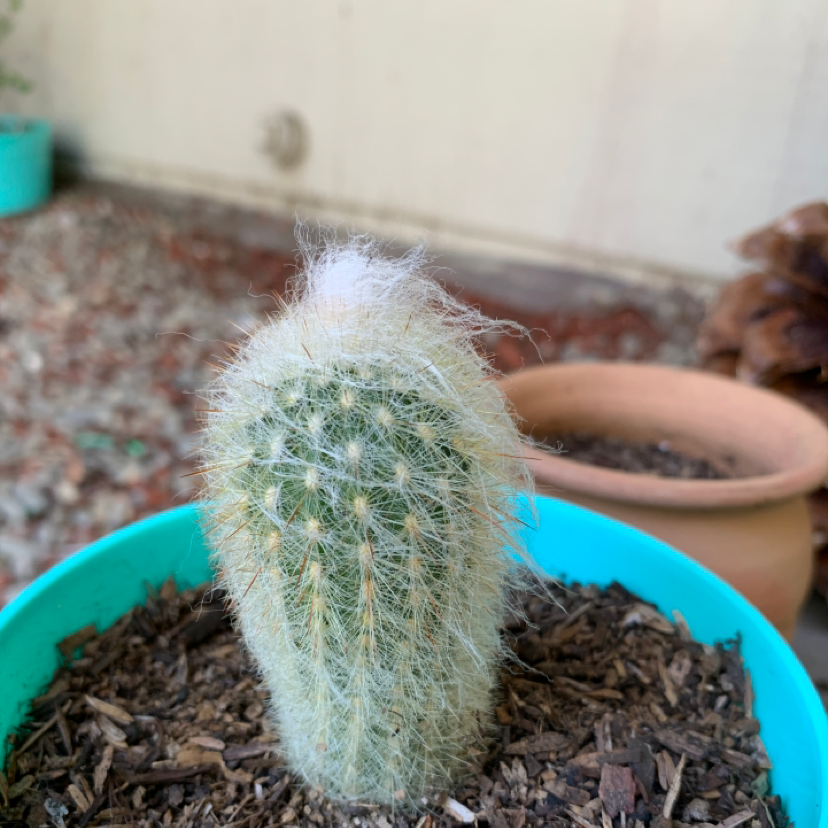 Cactus plant in a blue pot with visible soil, appears healthy.