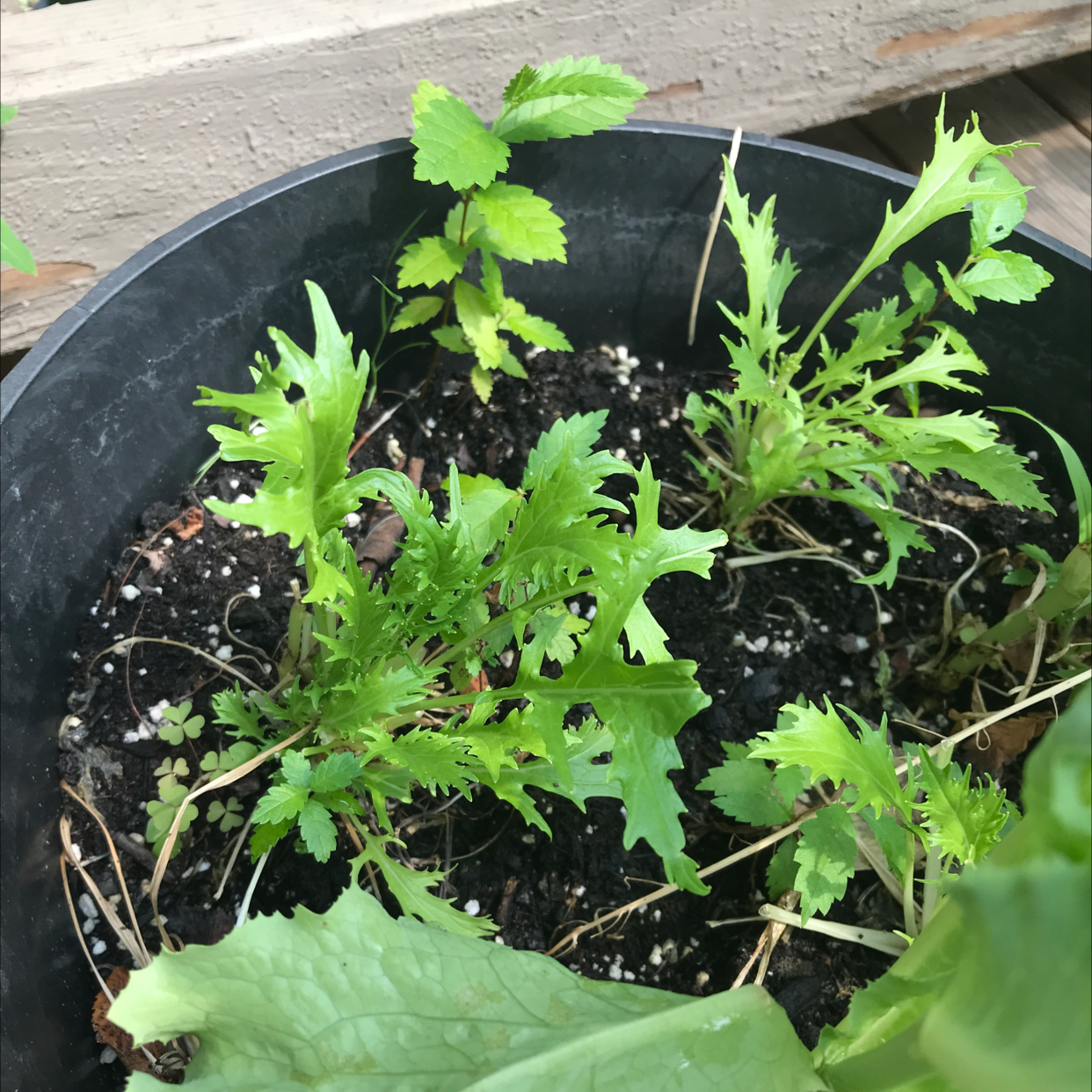Garden Lettuce plant photo by @Tomattopie named Wall-E on Greg, the plant care app.