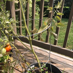 Tomato Plant plant photo by Tomattopie named Seeds on Greg, the plant care app.