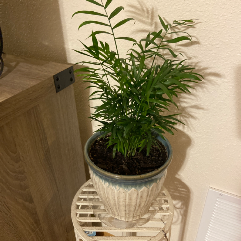 Parlour Palm plant photo by @Greenigirlx2 named Sunday on Greg, the plant care app.