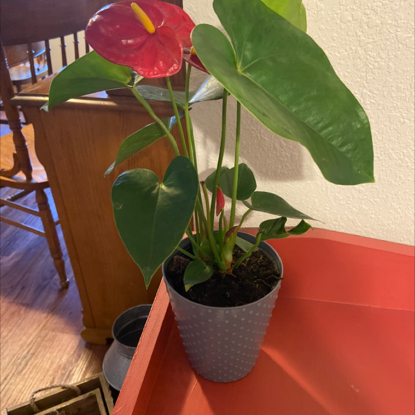 Painter's Palette plant photo by @Greenigirlx2 named ￼ Juanita Louetta Conchita on Greg, the plant care app.