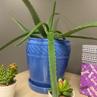 Aloe Vera plant in Evansville, Indiana
