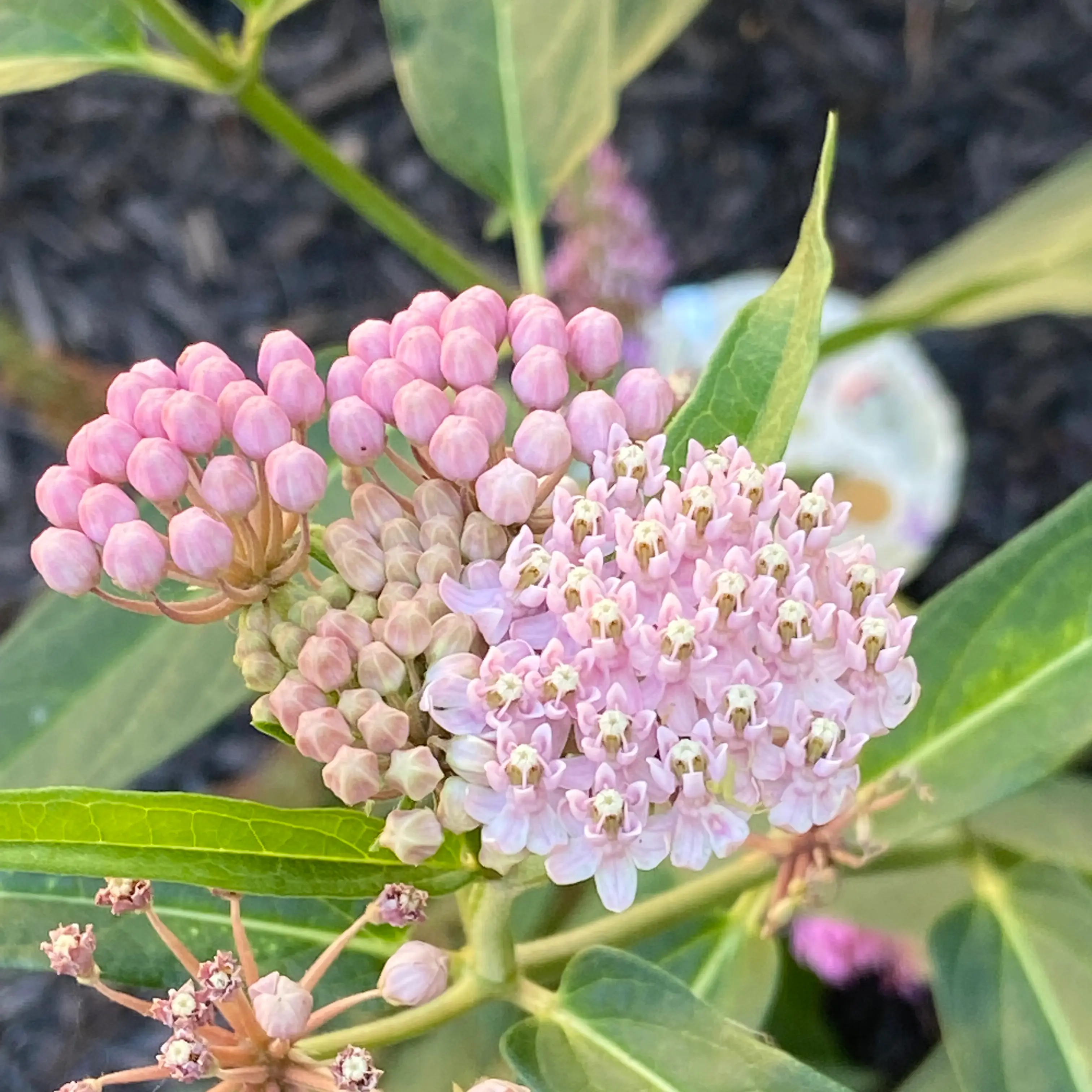 Swamp Milkweed plant with clusters of pink flowers and healthy green leaves.