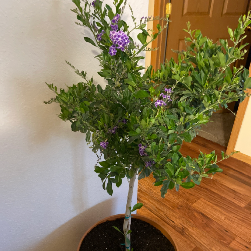 Photo of the plant species Golden Dewdrop by @Greenigirlx2 named Duranta on Greg, the plant care app