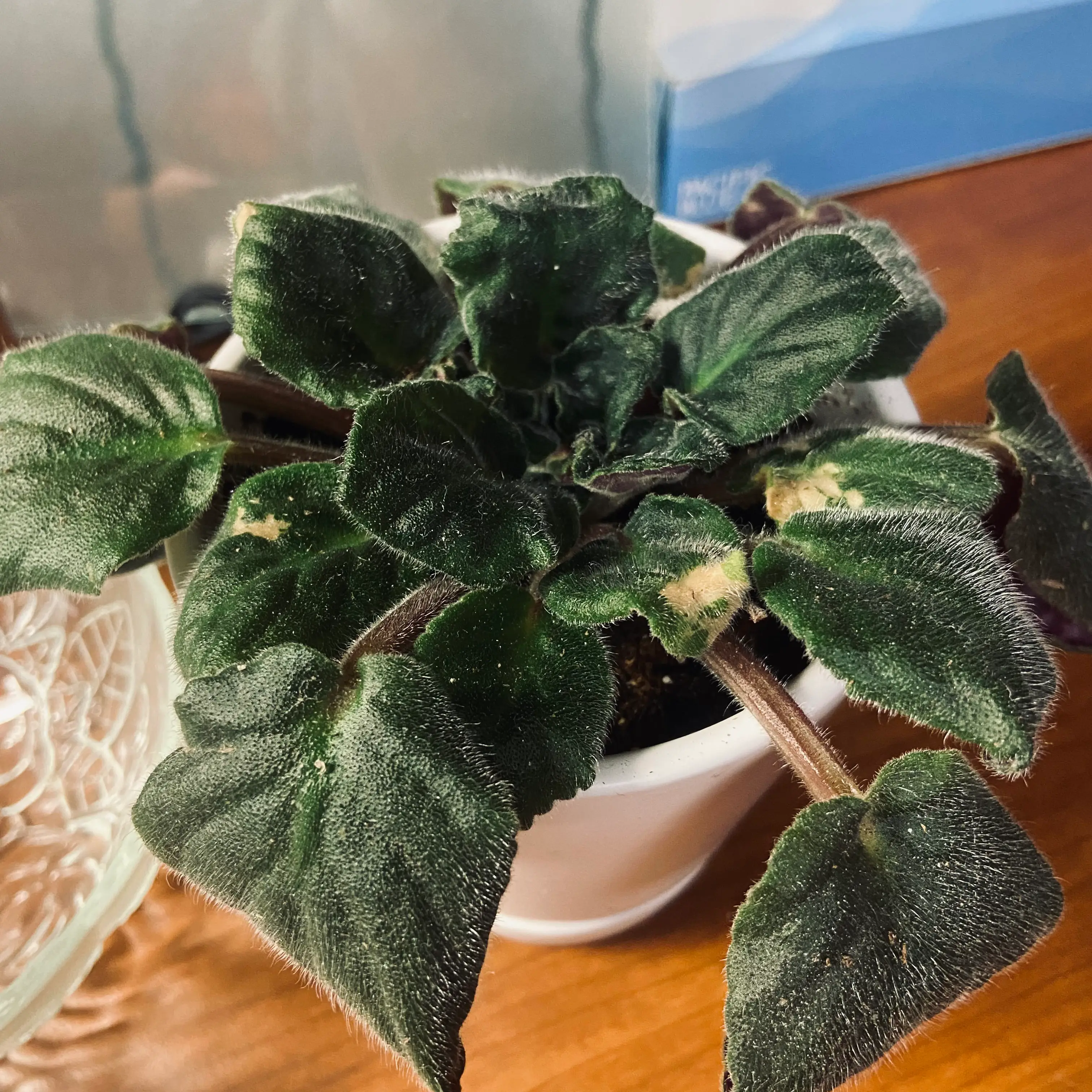 Potted Kenyan Violet with dark green, fuzzy leaves, some showing yellowing and browning.