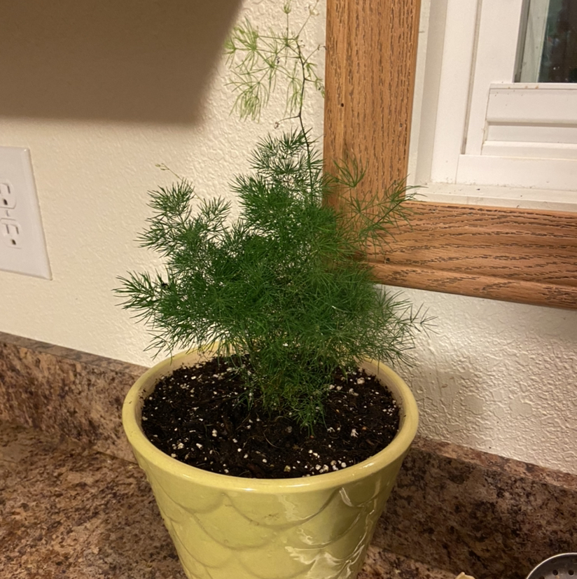 Healthy potted Plume Asparagus plant with lush green foliage sitting on an indoor window sill.