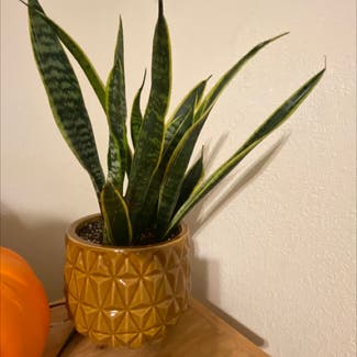 Snake Plant plant in Evansville, Indiana
