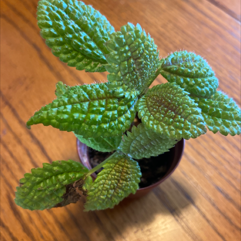Friendship Plant in a small pot with textured leaves, some browning at the edges.