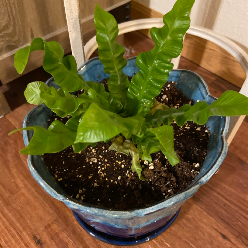 Bird's Nest Fern plant photo by @Greenigirlx2 named Wave on Greg, the plant care app.