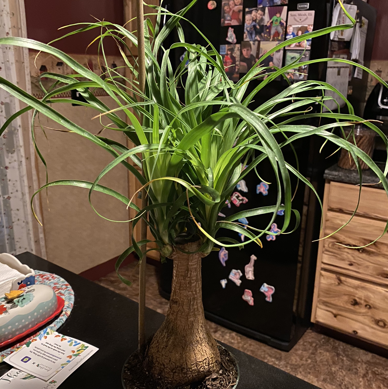 Ponytail Palm plant photo by Stephanie named Winston on Greg, the plant care app.