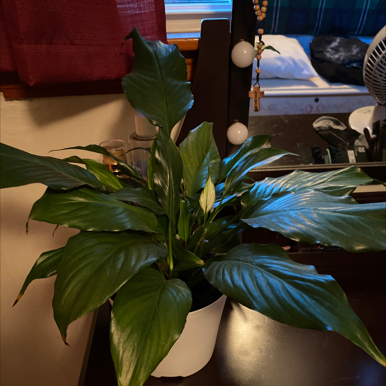 Peace Lily plant photo by Stephanie named Morgan Treeman on Greg, the plant care app.