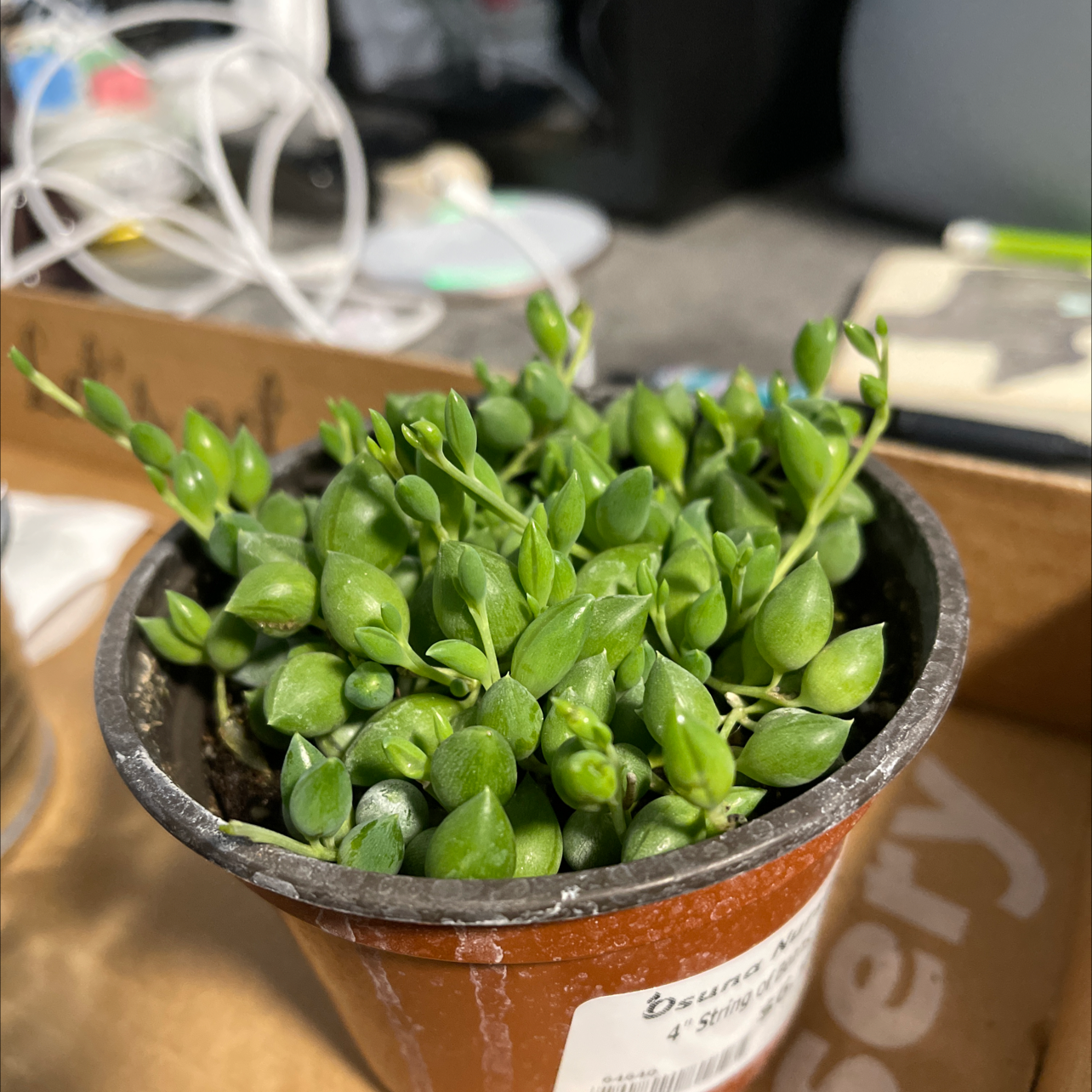 Healthy String of Watermelons plant in a small pot with green, plump leaves.