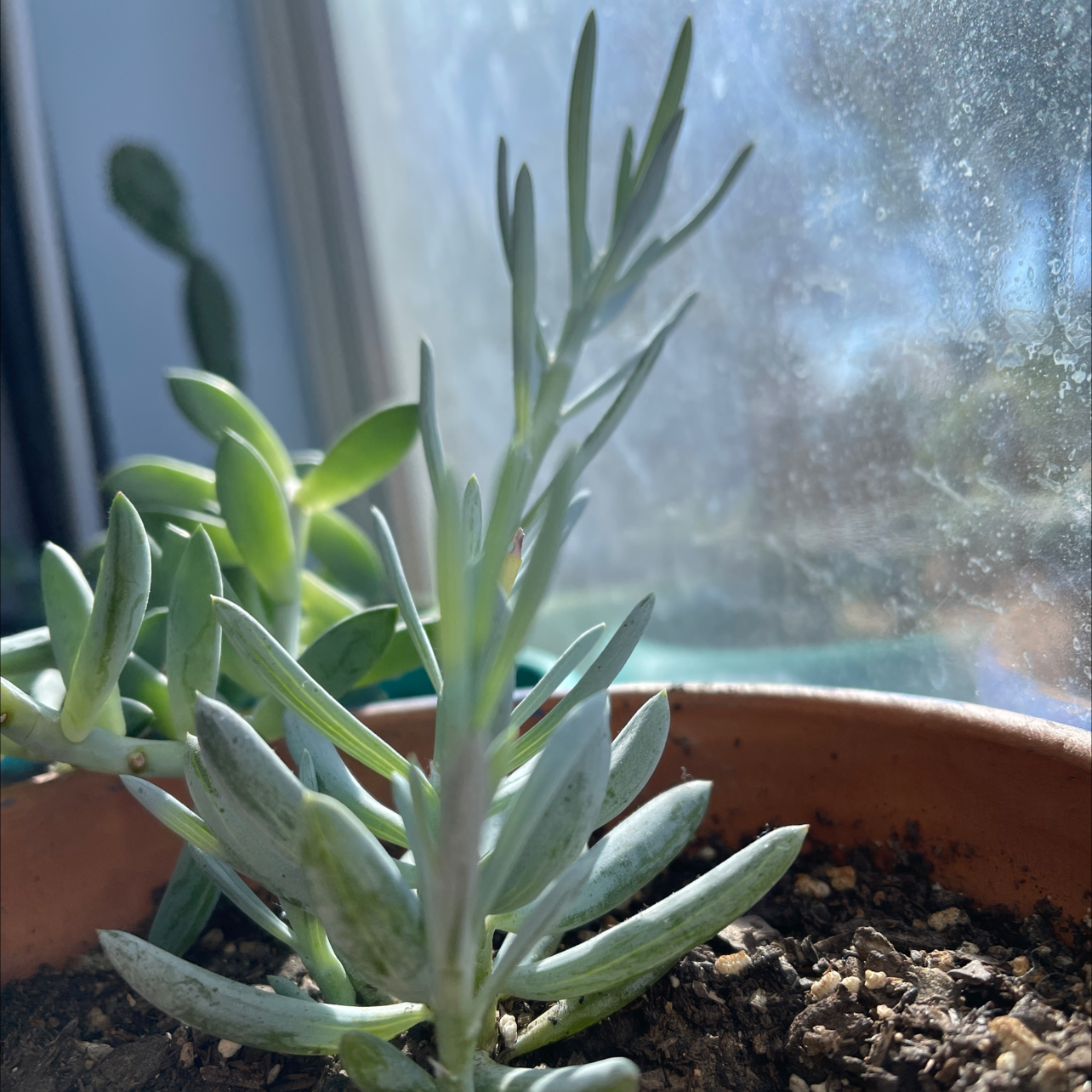 Narrow-Leaf Chalk Sticks plant in a pot with visible soil, well-framed and in focus.