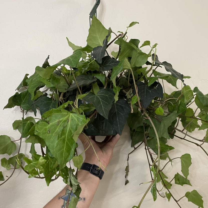 Hanging Algerian Ivy plant with a mix of healthy and wilted leaves, held by a hand.