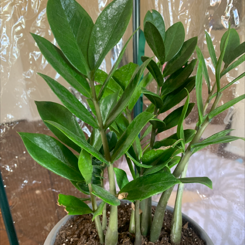 Zamioculcas Zamiifolia plant photo by @Saltygoose named Throatmeal 🥴 on Greg, the plant care app.