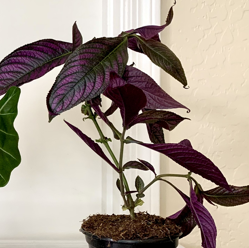 Persian Shield plant photo by @Saltygoose named Dorothy on Greg, the plant care app.