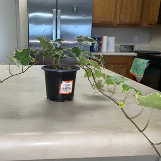 variegated ivy plant in Phoenix, Arizona