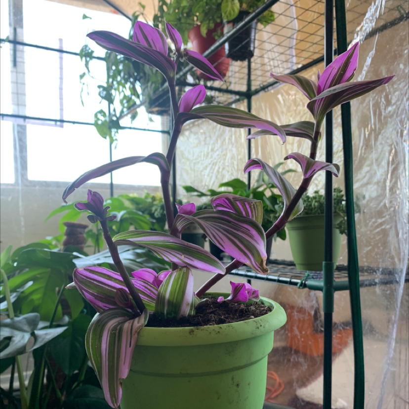 Small-Leaf Spiderwort plant photo by @Saltygoose named Cash money on Greg, the plant care app.