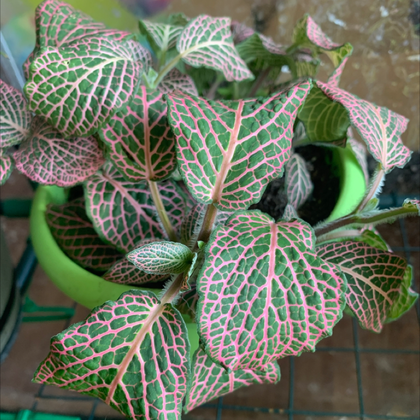 Nerve Plant plant photo by @Saltygoose named Jessica on Greg, the plant care app.